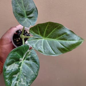 Alocasia Regal Shield Albo Variegated - Etsy