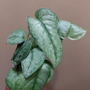 Scindapsus Blue Cloud NOID (photos updated 03/05/2026)