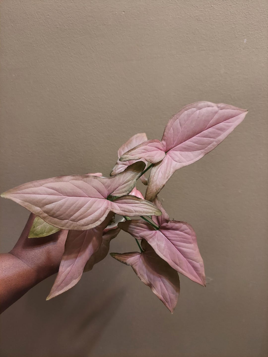 Reverted Syngonium Red Spot Tricolor - Etsy