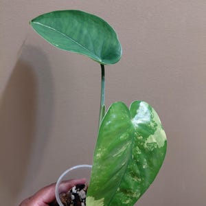May include: A small potted plant with two distinct leaves. The top leaf is solid green and heart-shaped, while the lower leaf features variegated patterns of light cream and green. The plant is housed in a clear plastic cup filled with soil.