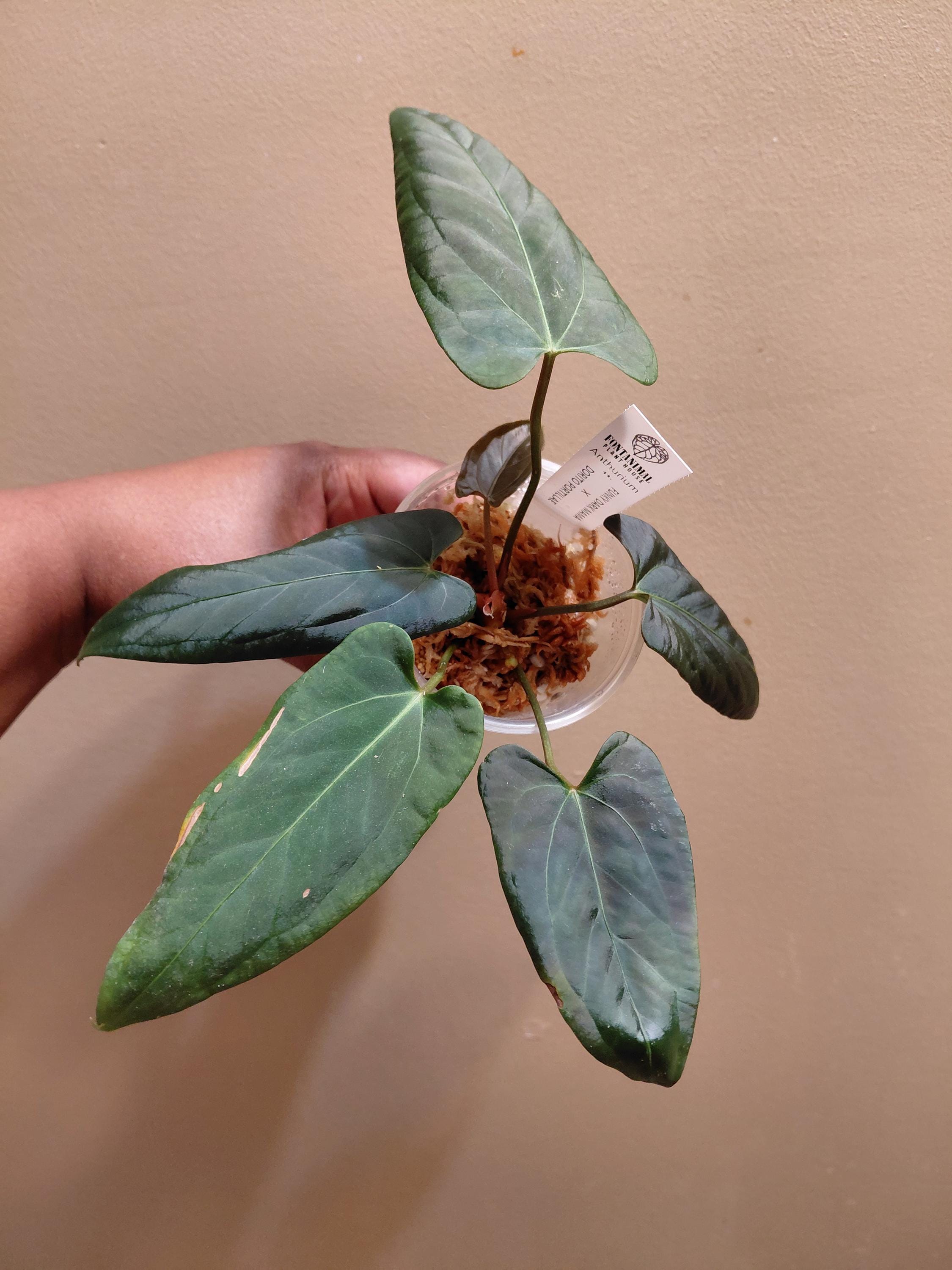 アンスリウム　ドリトー　DORITO Anthurium Portillae “Dorito” from seed – Scott Cohen Plants