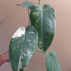Syngonium Chiapense Variegated (photos updated 09/23/26)