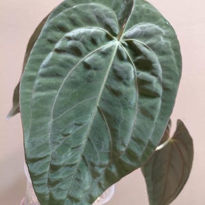 Anthurium Dark Phoenix x self (photos updated 08/27/25)