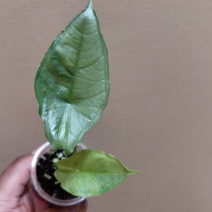 Alocasia Dragon Breath Aurea Variegated - Etsy