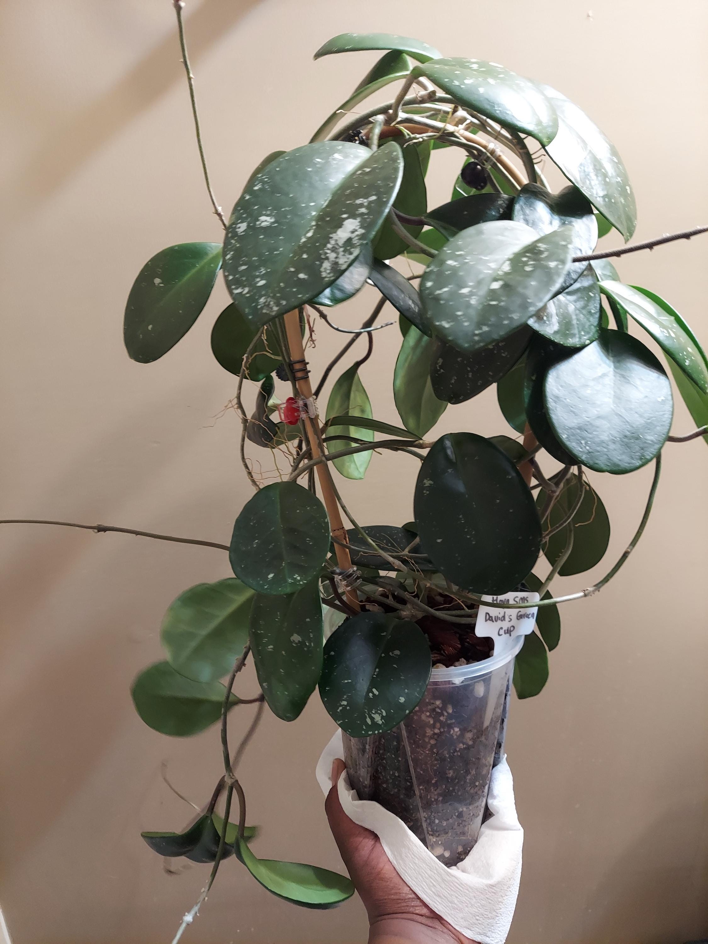 Huge Hoya David's Green Cup Splash - Etsy