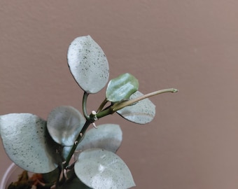 Hoya Lacunosa Silver Mint Coin Starter #3