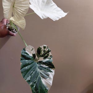 Variegated Regal Shield - Etsy