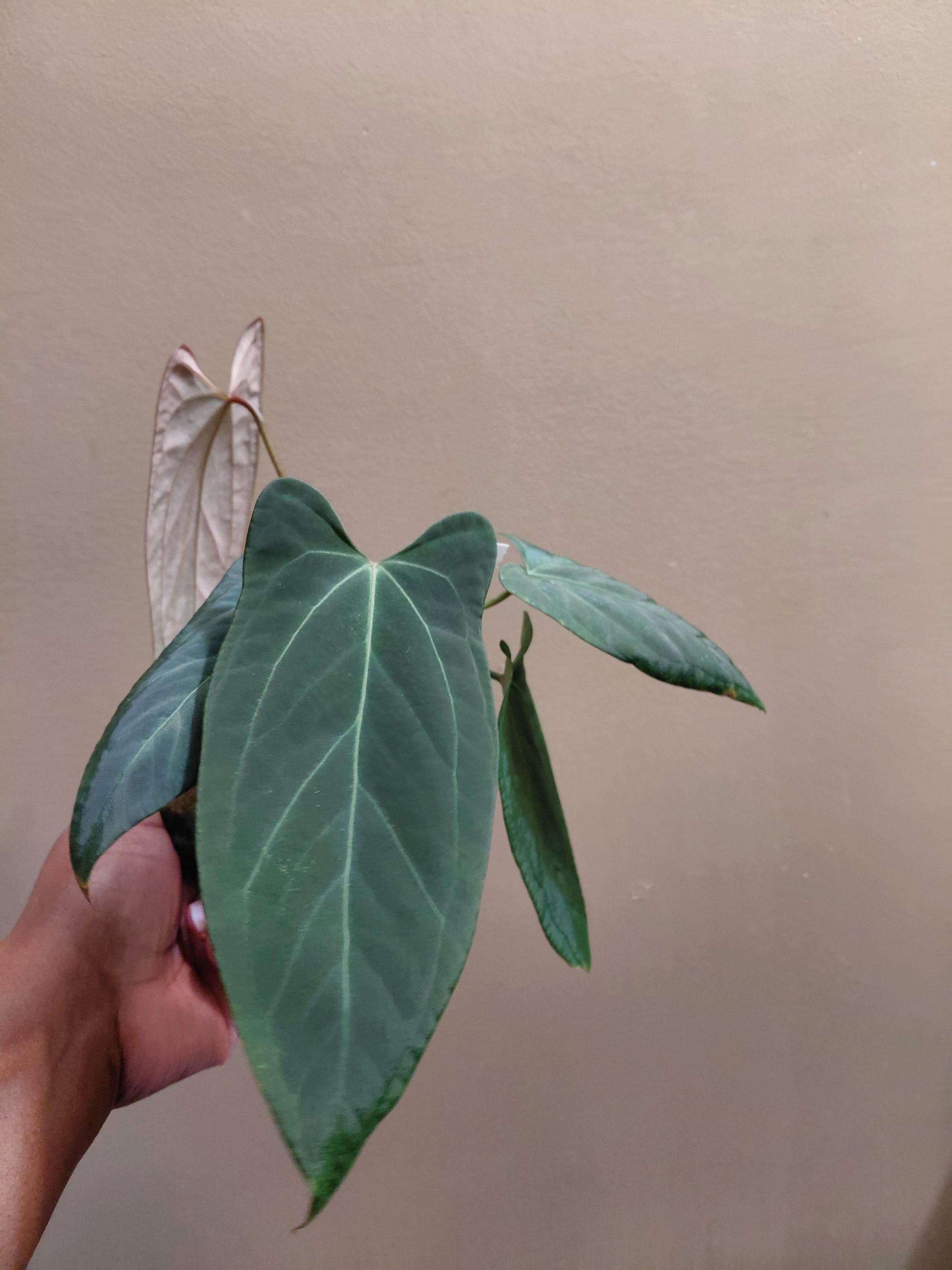 Anthurium Funky Dark Mama X Dorito Portillae (photos Updated 10/24