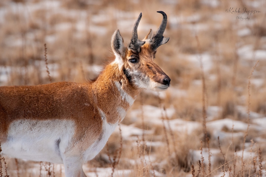 Pronghorn Antelope Pose - Etsy