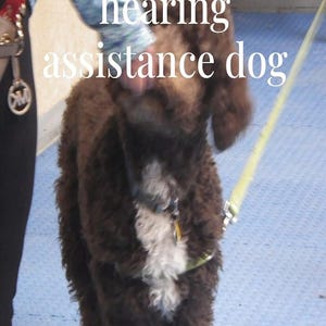 May include: A brown and white hearing assistance dog is being trained by a person wearing a blue shirt. The dog is wearing a harness and leash. The text "training the hearing assistance dog" is written in white letters on a blue background. The text "The Hearing Dog" is written in white letters on a blue background. The text "Jamie Robinson" is written in white letters on a blue background.