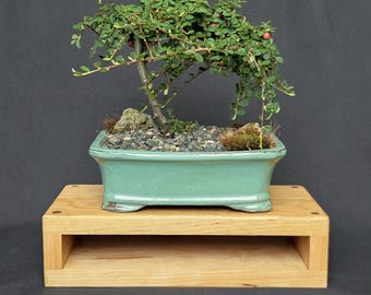 Bonsai Display Stand -- Handmade Maple & Walnut Table, Modern Minimalist  (18x15x6) - Etsy.de