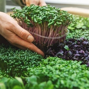 Microgreen Seeds - Bio Superfood Mischung aus Grünkohl, Kohlrabi, Rucola, Rotkohl & Brokkoli