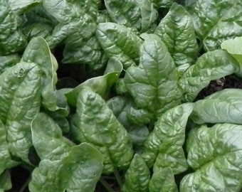 Organic Bloomsdale Spinach Seeds