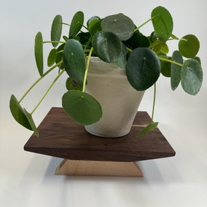 May include: A small potted plant with round, green leaves sits on a wooden plant stand. The stand is made of dark brown wood with a lighter brown base.