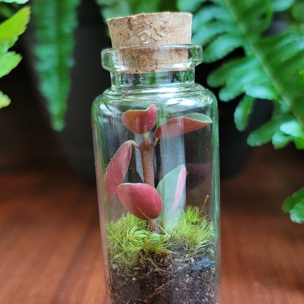 Mini Live Moss Terrarium with Red Log Peperomia