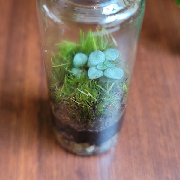 Mini Live Moss Terrarium with Pilea Glauca Aquamarine