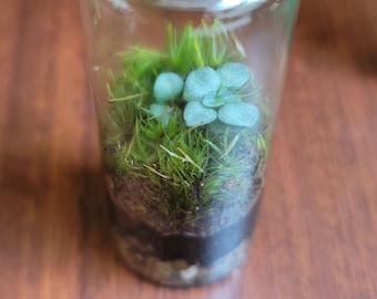 Mini Live Moss Terrarium with Pilea Glauca Aquamarine
