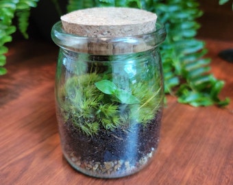 Live Moss Terrarium with Bolivian Wandering Jew