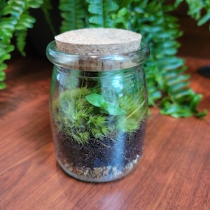 Live Moss Terrarium with Bolivian Wandering Jew