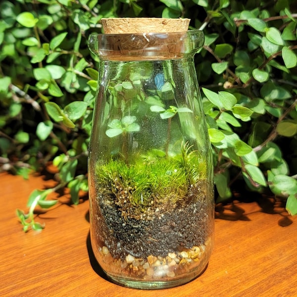 Smini Live Moss Terrarium with Pilea Glauca Aquamarine