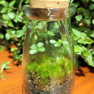 May include: A clear glass jar with a cork lid containing a small terrarium with green moss and a small green plant.