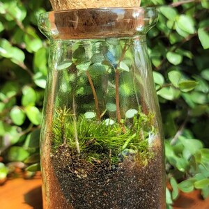 May include: A clear glass jar with a cork lid containing a small terrarium with green moss and small plants. The jar is sitting on a wooden surface.