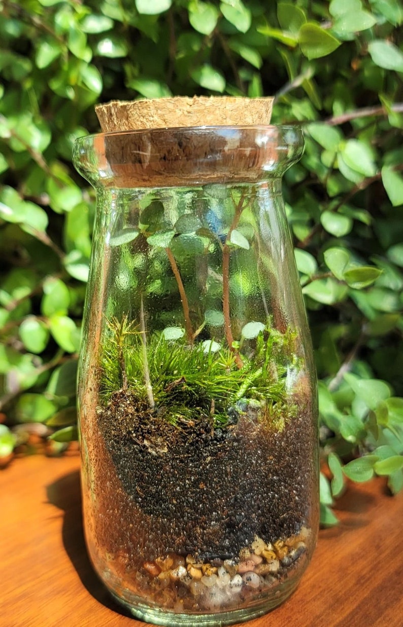 May include: A clear glass jar with a cork lid containing a small terrarium with green moss and small plants. The jar is sitting on a wooden surface.
