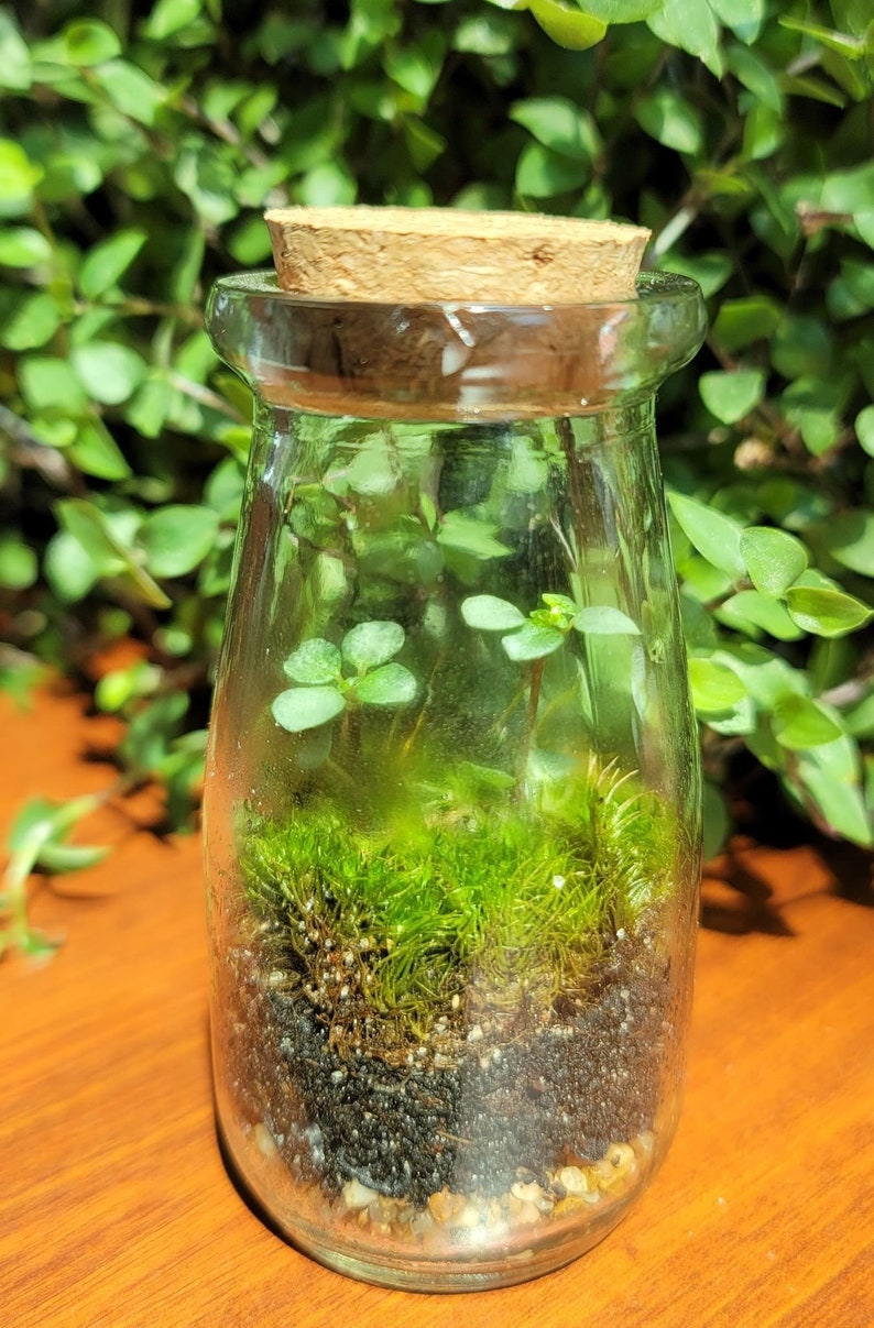 May include: A clear glass jar with a cork lid containing a small terrarium with green moss and a small green plant.
