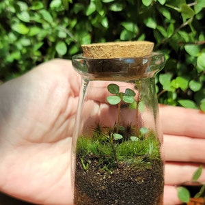 May include: A small glass jar terrarium with a cork lid. The jar contains green moss, small green plants, and a layer of brown soil.