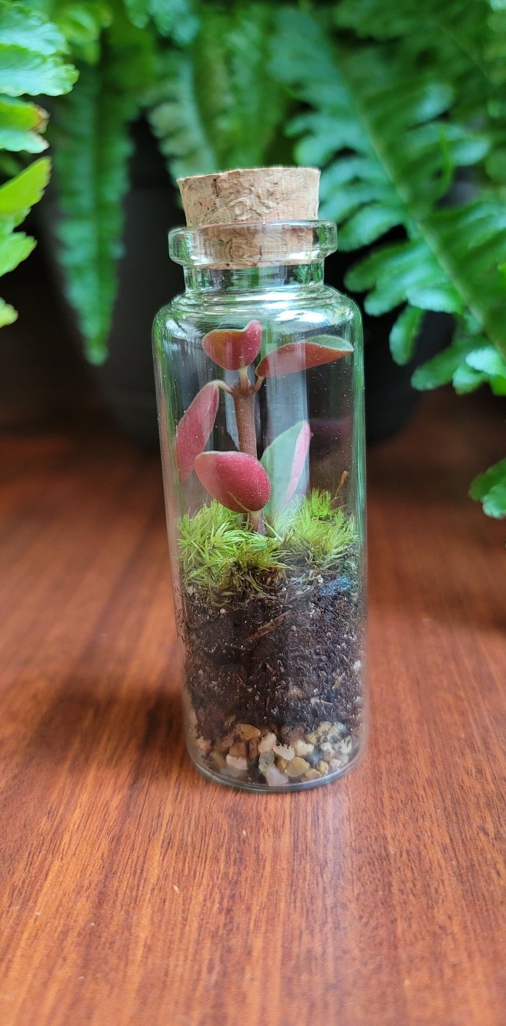 Tiny Terrarium With Live Moss • Desktop Mossarium With Live Feather Mo