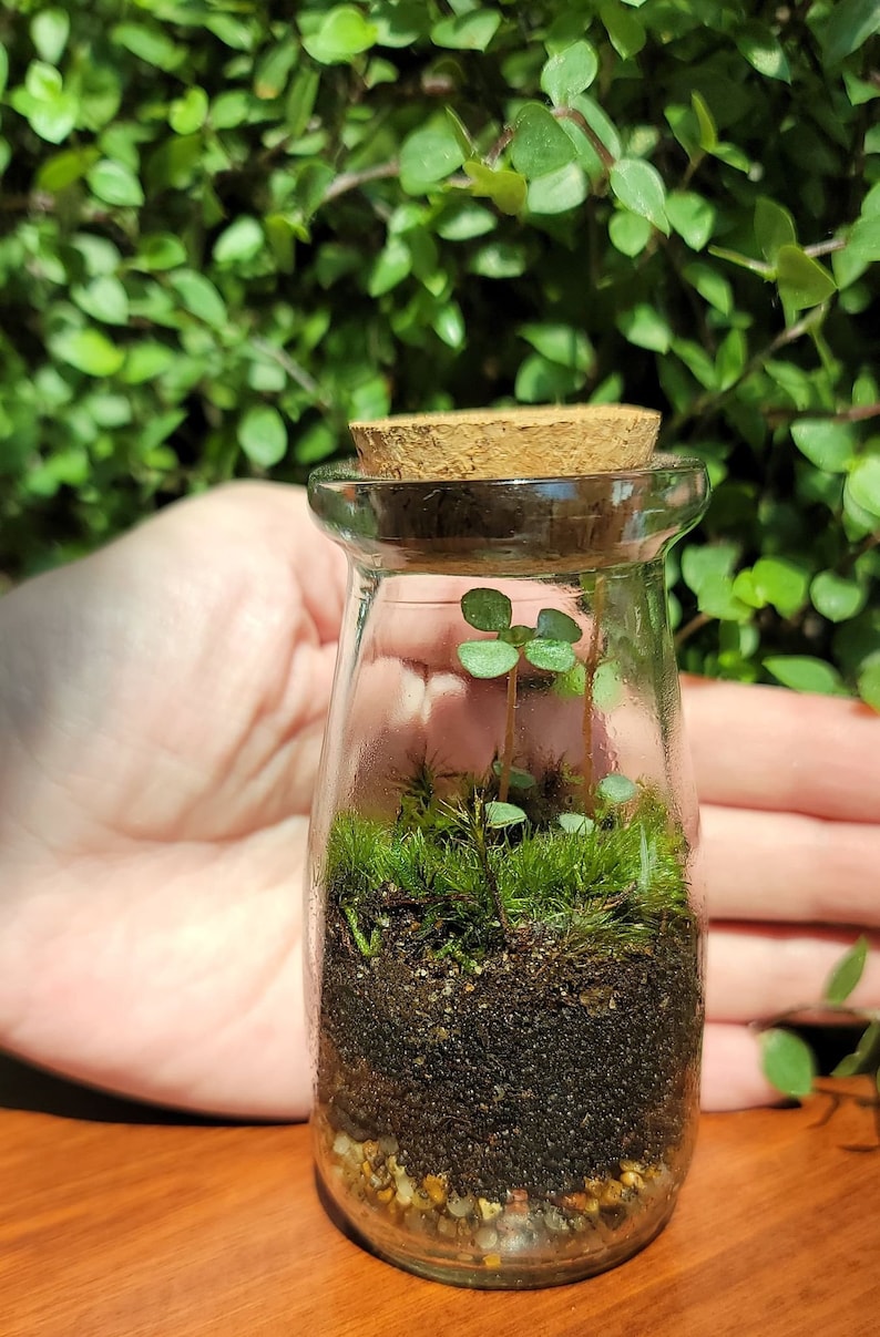 May include: A small glass jar terrarium with a cork lid. The jar contains green moss, small green plants, and a layer of brown soil.