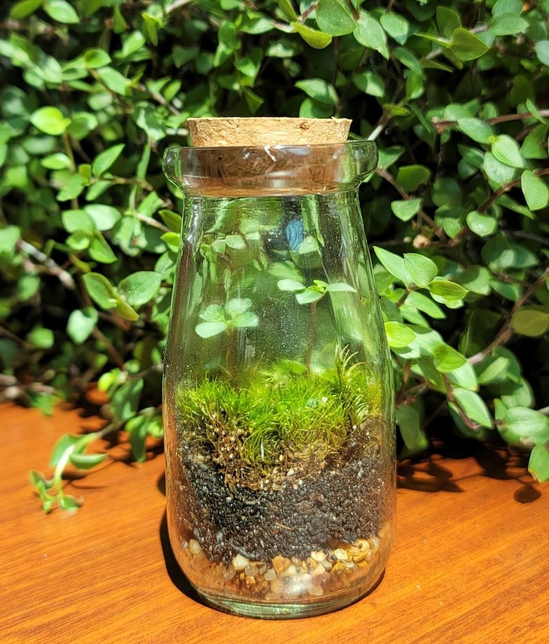 May include: A clear glass bottle with a cork stopper, containing a small terrarium with green moss, black soil, and small white rocks.