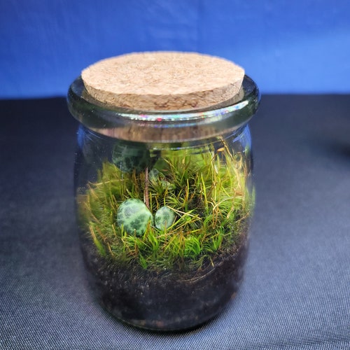 Small Live Moss Terrarium With Cork Lid Live Plant Terrarium Etsy