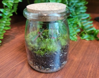 Live Moss Terrarium with Red Log Peperomia