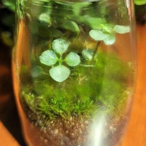 May include: A clear glass jar terrarium with green moss and small green plants growing inside.