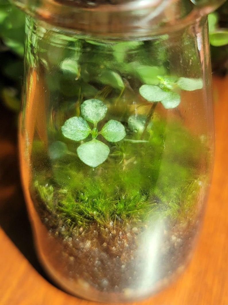 May include: A clear glass jar terrarium with green moss and small green plants growing inside.
