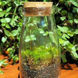 May include: A clear glass bottle with a cork stopper, containing a small terrarium with green moss, soil, and small stones.