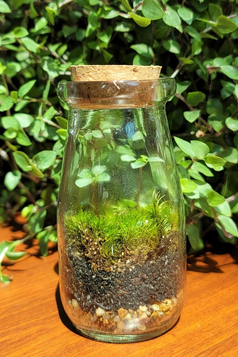 May include: A clear glass bottle with a cork stopper, containing a small terrarium with green moss, soil, and small stones.