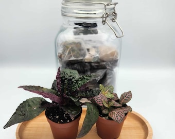 Terrarium Kit - Build Your Own Terrarium