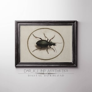 Vintage Beetle Print | Dark Cottagecore Moody Victorian Insect Printable Wall Art | Dark Academia Aesthetic | Digital Download
