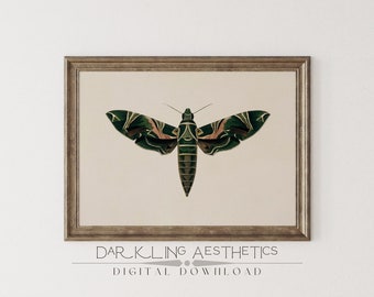 Puede incluir: Una impresión enmarcada de una ilustración vintage de una polilla verde y marrón sobre un fondo marrón claro. El texto "DARKLING AESTHETICS DIGITAL DOWNLOAD" está debajo de la imagen.