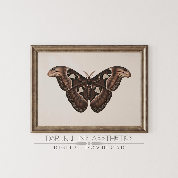 Vintage Atlas Moth Print | Dark Cottagecore Moody Victorian Insect Printable Wall Art | Dark Academia Aesthetic | Digital Download