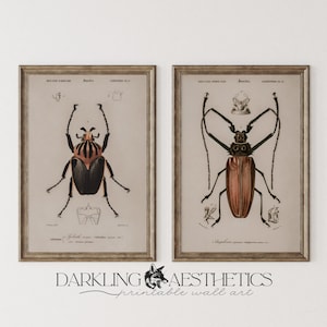 Set of 2 Beetle Chart Prints | Vintage Moody Cottagecore Victorian Insect Printable Wall Art | Dark Academia Aesthetic | Digital Download