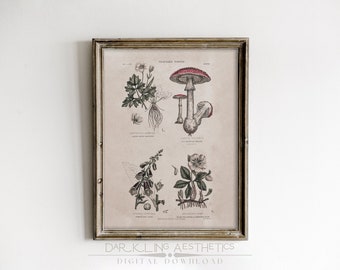 May include: A vintage botanical illustration print featuring three different plants. The top image shows a red and white mushroom with a white stem. The middle image shows a green plant with white flowers. The bottom image shows a green plant with white flowers. The print is framed in a light wood frame.