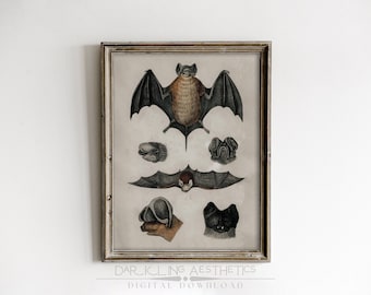 Vintage Bat Chart | Moody Vampire Victorian Dark Cottagecore Printable Wall Art | Dark Academia Aesthetic | Halloween Art | Digital Download