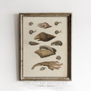 Może przedstawiać: Wzorowana ilustracja vintage w ramie przedstawiająca różne muszle i ślimaki. Ilustracja jest w odcieniach brązu, beżu i bieli i umieszczona na białym tle.