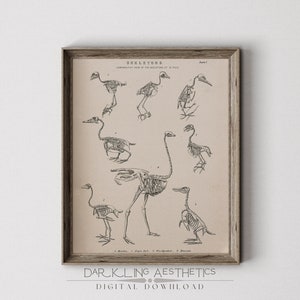 Vintage Bird Skeleton Print | Moody Cottagecore Animal Anatomy Chart Printable Wall Art | Dark Academia Aesthetic | Digital Download