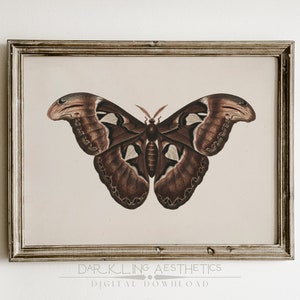 May include: A vintage illustration of a brown and white butterfly with intricate details. The butterfly is framed in a rustic wooden frame.