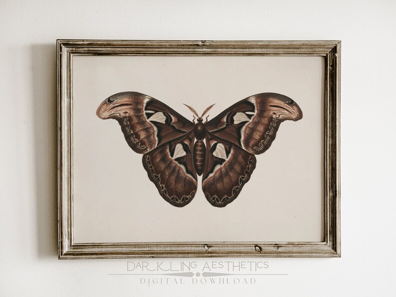 May include: A vintage illustration of a brown and white butterfly with intricate details. The butterfly is framed in a rustic wooden frame.
