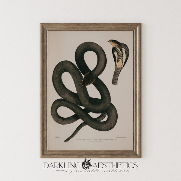 Black Cobra Chart Print | Moody Dark Cottagecore Victorian Snake Printable Wall Art | Dark Academia Aesthetic | Digital Download